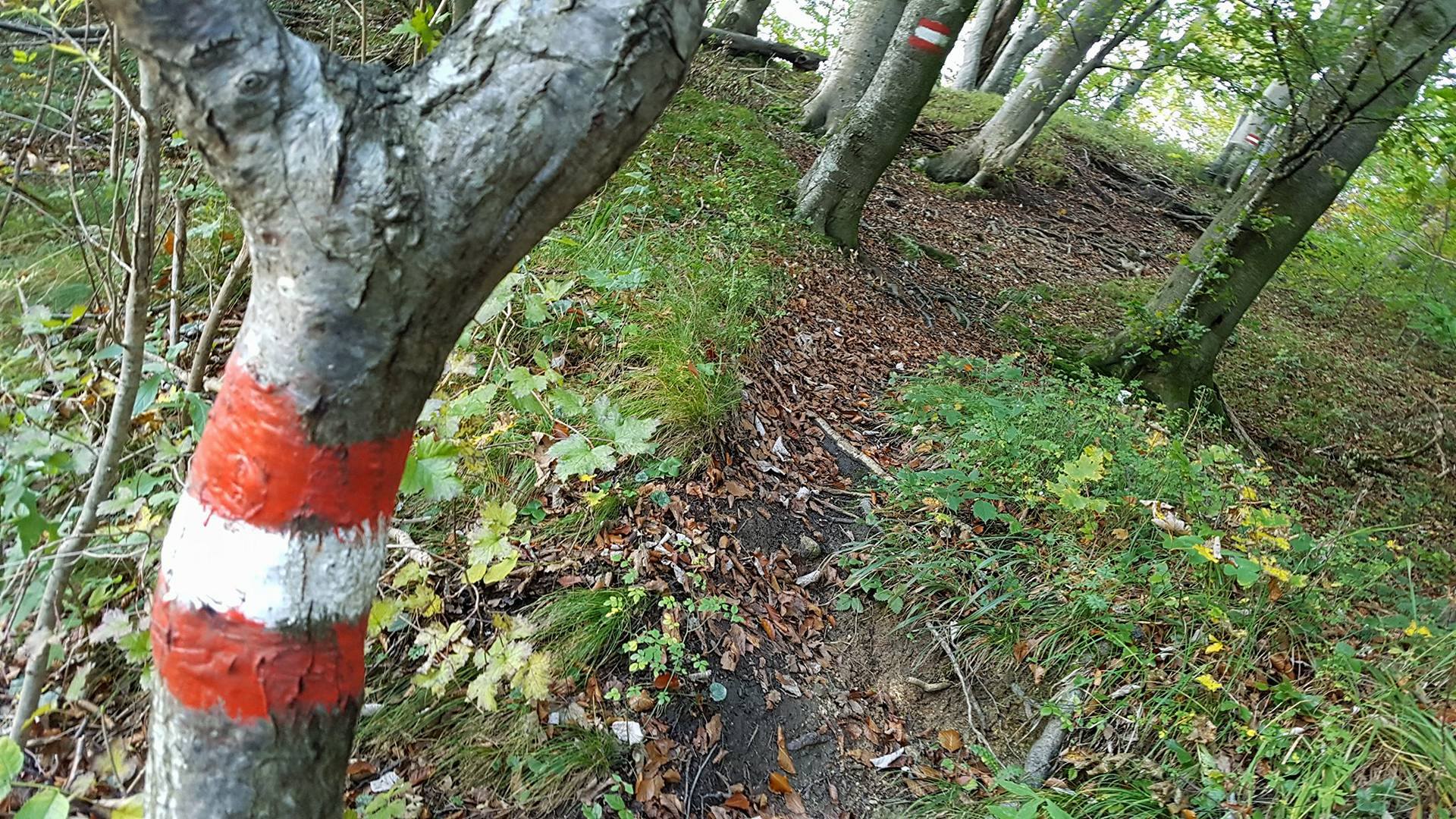 Der Weg ist gut markiert und flüssig zu laufen!