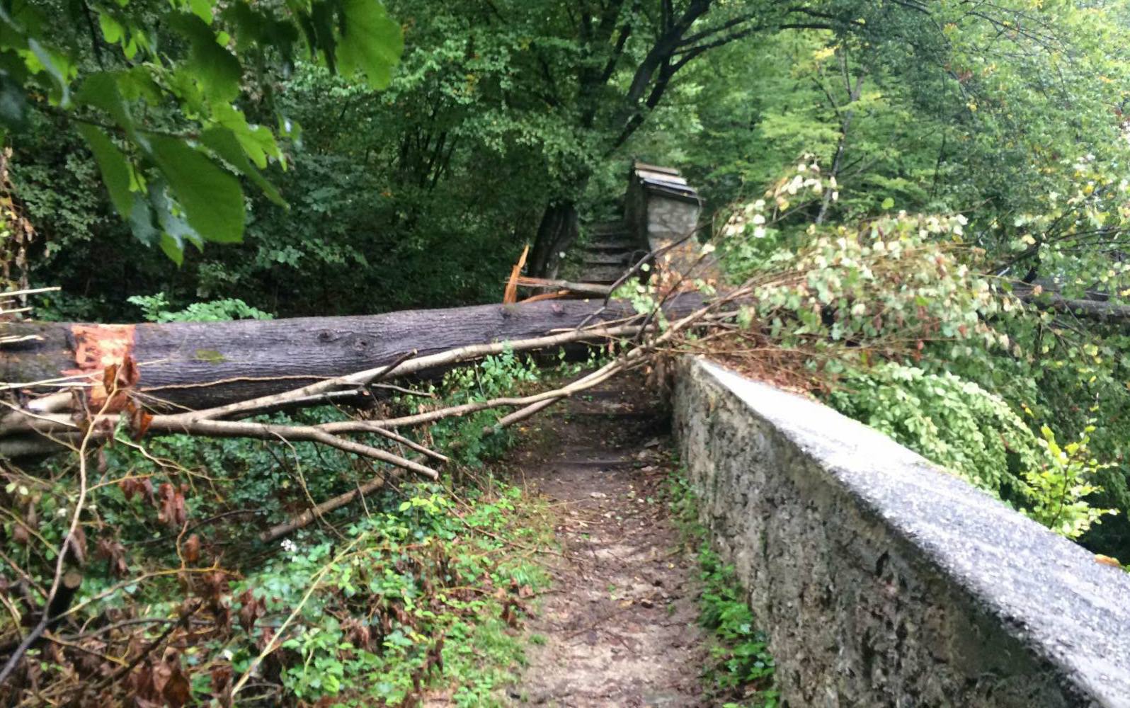 Umgefallene Bäume auf der Laufstrecke